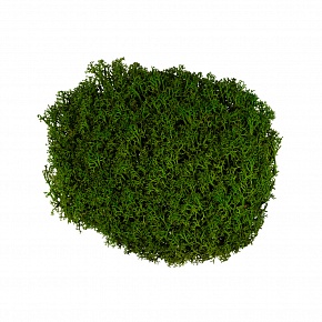 Мох ( натуральный ) стабилизированный окрашенный Зеленый 50 гр