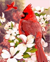 Картина по номерам Красный кардинал