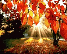 Картина по номерам Солнце в листьях